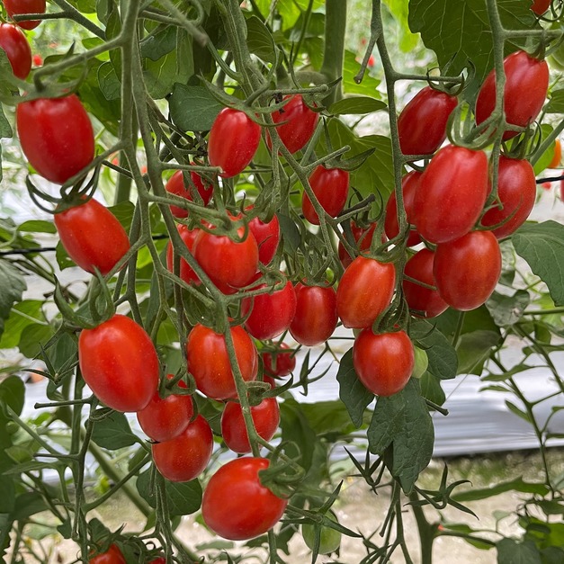 美濃阿英姊 玉女小番茄禮盒