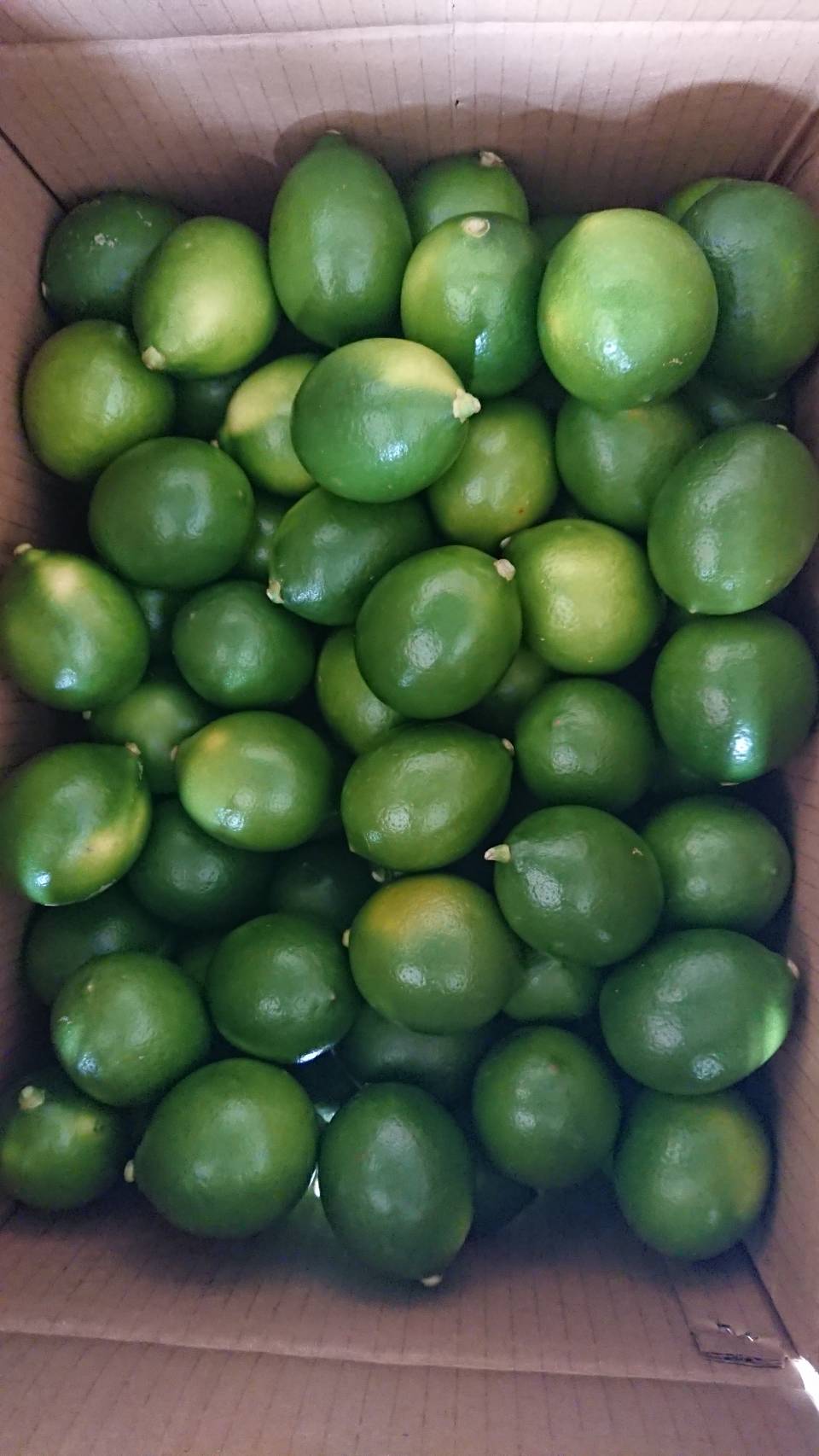 屏東 四季檸檬 A級果