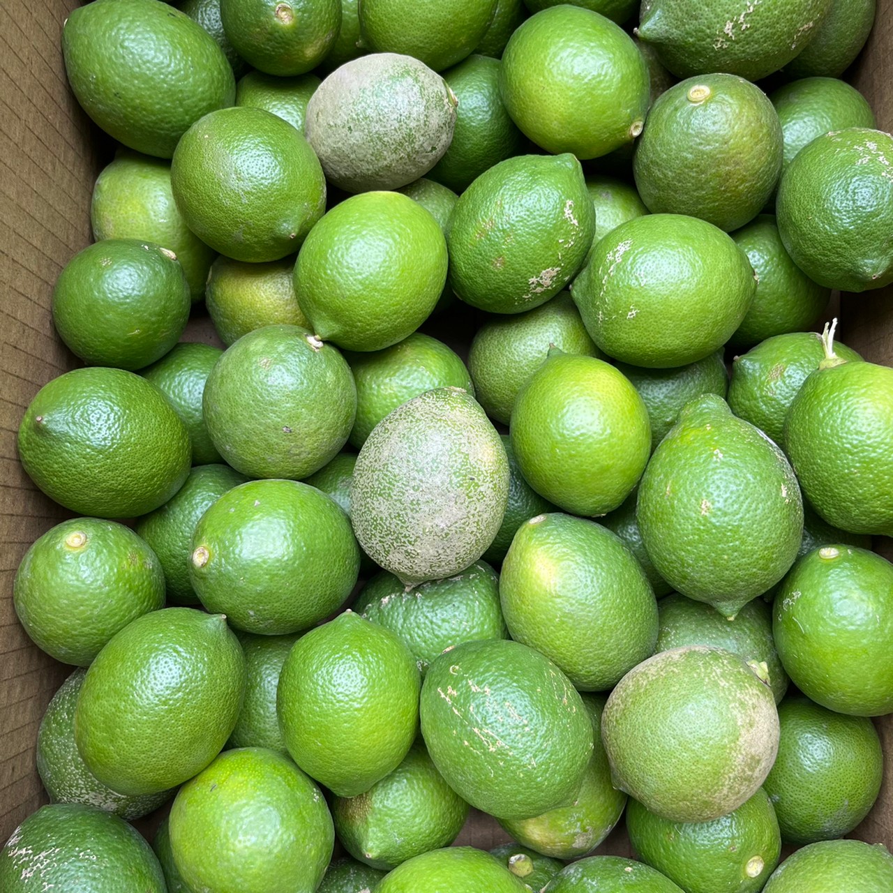 屏東 四季檸檬  B級果(榨汁專用)