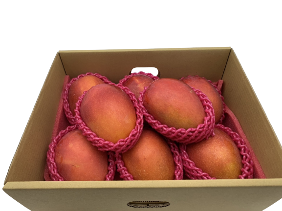 屏東枋山 愛文芒果