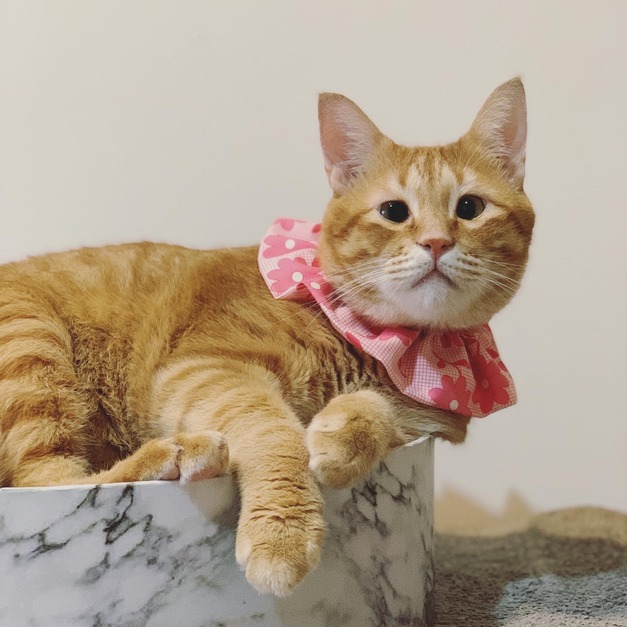 搖擺領巾 -【 桌上有櫻花 】＊預購7~10天