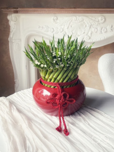 [B010]開運竹-圓盆