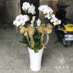 追思蘭花五株