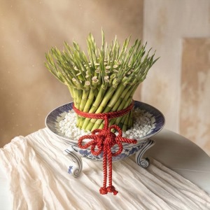 青花瓷 - 古典雅致開運竹盆栽