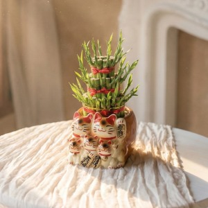 小五福 - 招財貓開運竹盆栽