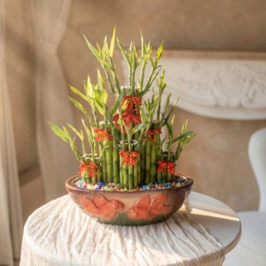 雙魚 - 步步高升開運竹盆栽