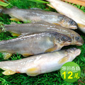 ◆4月會員限定折100｜大尺寸｜帶卵母香魚24尾組｜920g/盒/12尾