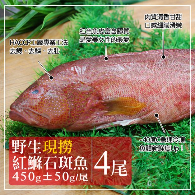 野生紅鰷石斑魚450GX4條