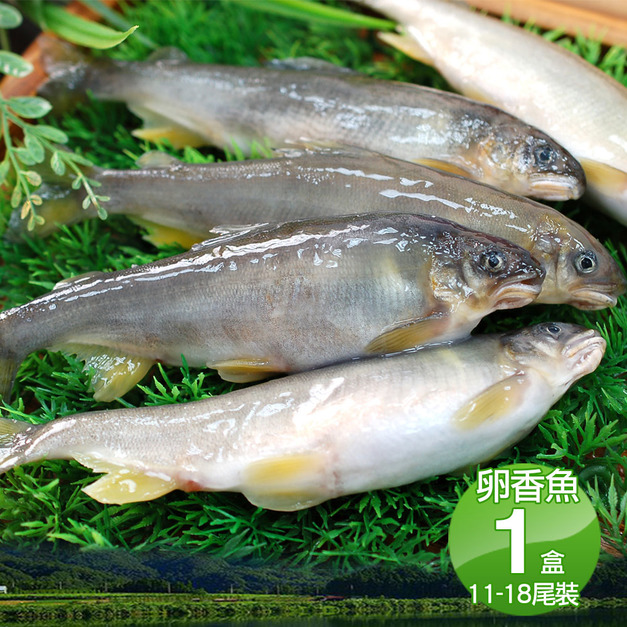 宜蘭｜帶卵母香魚1盒｜11-18尾裝/920g/盒｜任選