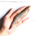 31/35｜海水養殖白蝦500g｜約15尾｜任選_2