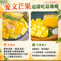 買一送一｜枋山愛文芒果(大顆)8-10顆/5斤/盒 ◆輸碼折118_2