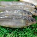 良品促銷39折｜鮭魚卵親子丼 4盒(80g盒)+帶卵母香魚14尾_3