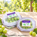 韓國麝香葡萄 1～9串組/(450g/串/盒)_4