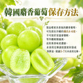 韓國麝香葡萄 1～9串組/(450g/串/盒)_3