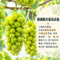 韓國麝香葡萄 1～9串組/(450g/串/盒)_1