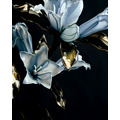 龍膽花｜Dip Art 水晶花_4