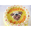 寵物蛋糕-Honey pooh 頭像蛋糕_13