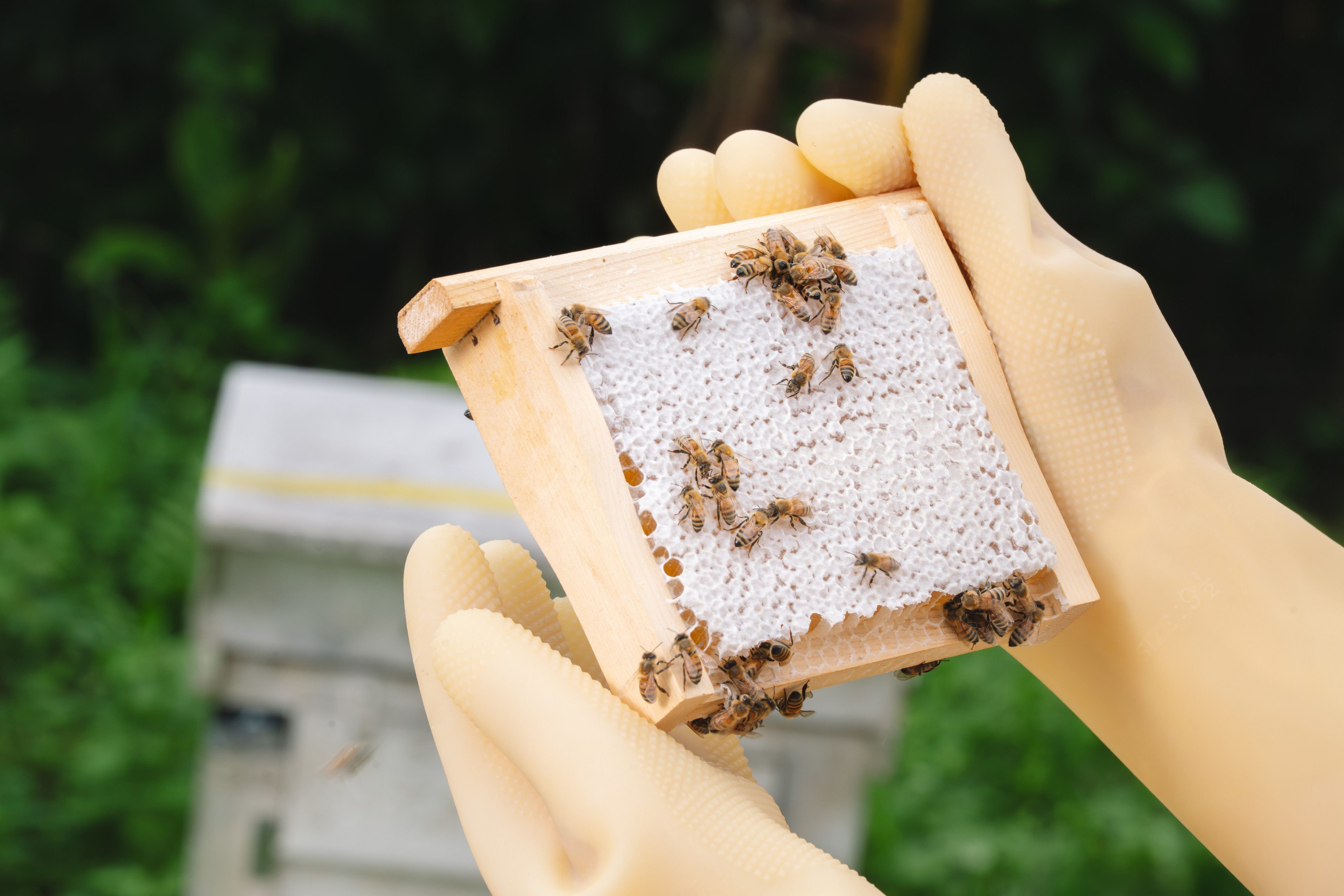 BEEGIVE 蜜蜂誌｜解析蜂予全品項蜂蜜檢驗的堅持，為每一滴蜜負責