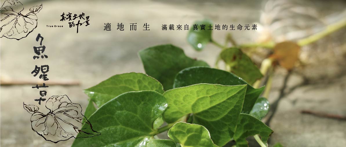 山野間的小草-魚腥草