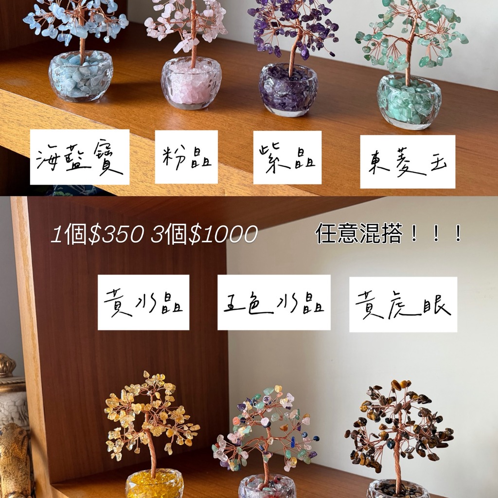 小鑽杯發財樹