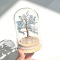 玻璃罩發財樹_4