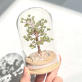 玻璃罩發財樹_5