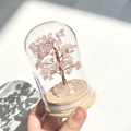 玻璃罩發財樹_3