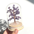 玻璃罩發財樹_6