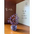小鑽杯發財樹_1