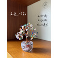 小鑽杯發財樹_6