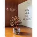 小鑽杯發財樹_5
