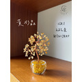 小鑽杯發財樹_8