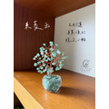 小鑽杯發財樹_3