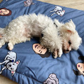 [客製] 插畫棉被/被子/寵物棉被_7
