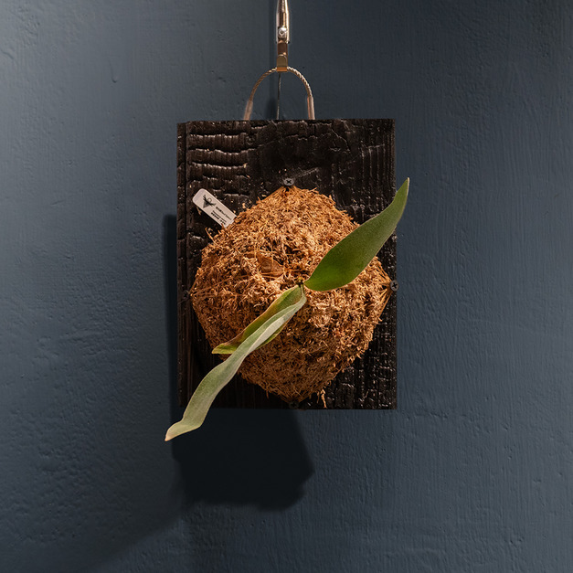 『燒杉富世』＿立葉/銀鹿鹿角蕨No.10