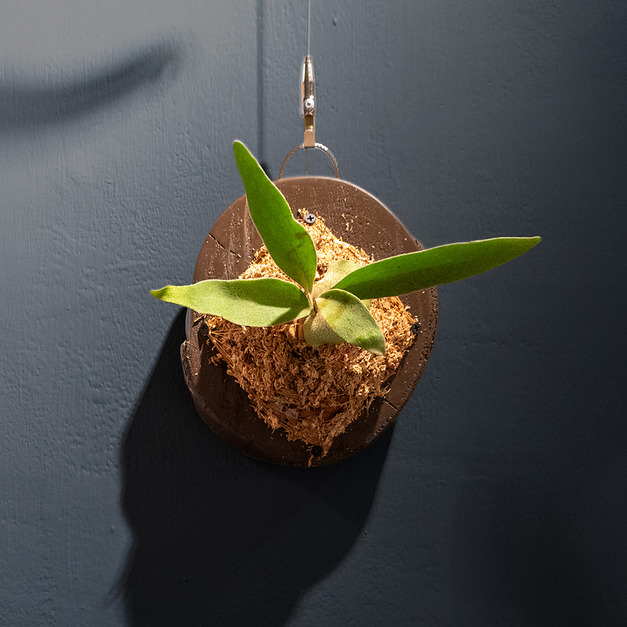 『微酸萌濛』＿高冠檸檬鹿角蕨No.29