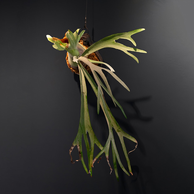 『生命盛力』＿皮陳鹿角蕨No.33