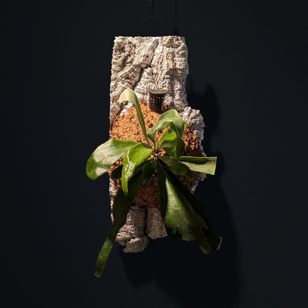 『靜羽』＿飛馬鹿角蕨No.47