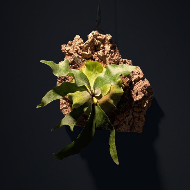 『靜夢』＿飛馬鹿角蕨No.38