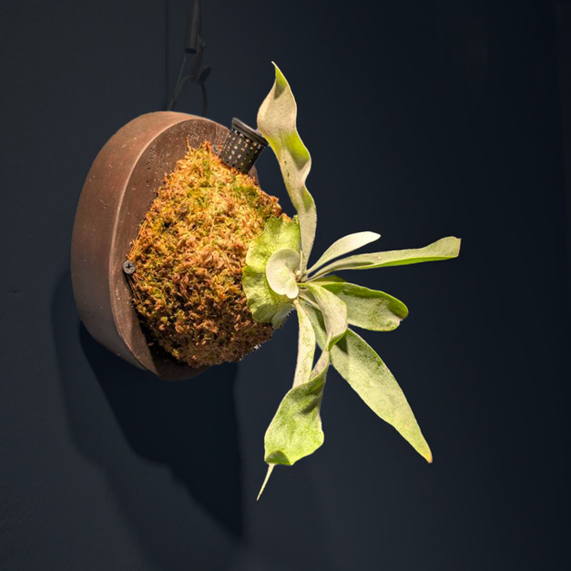 『微酸甜蜜』＿高冠檸檬鹿角蕨No.28