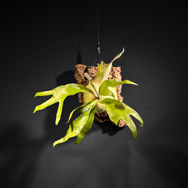 『飛影』＿飛馬鹿角蕨No.37