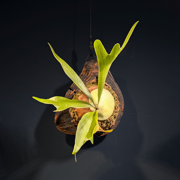 『綠羽低語』＿二叉鹿角蕨No.40