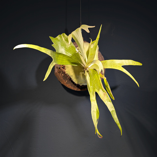 『凝望』＿細葉二叉鹿角蕨No.18