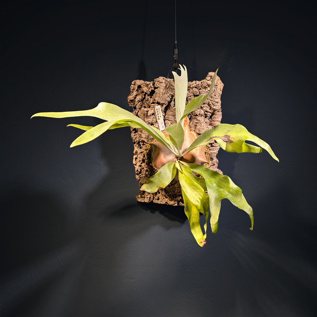 『風馳之翼』＿飛馬鹿角蕨No.36