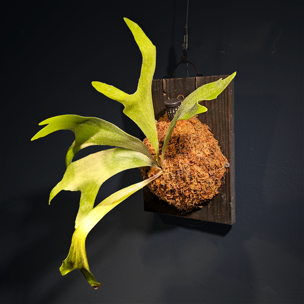 上架囉！上板鹿角蕨《視內蕨 No.49｜慢慢》