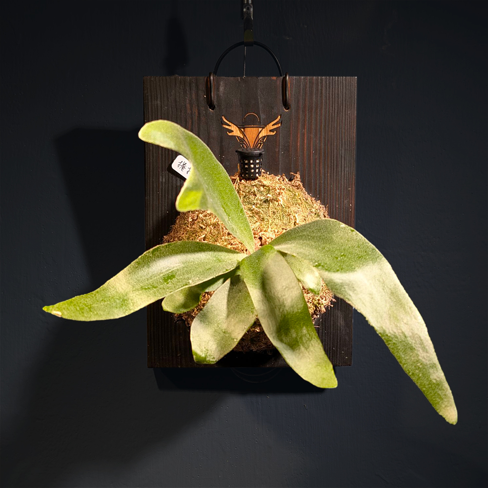 『前章』＿捲捲鹿鹿角蕨No.50