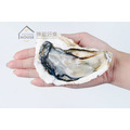 韓國全殼生蠔【550g±10%/盒，6顆裝】_2