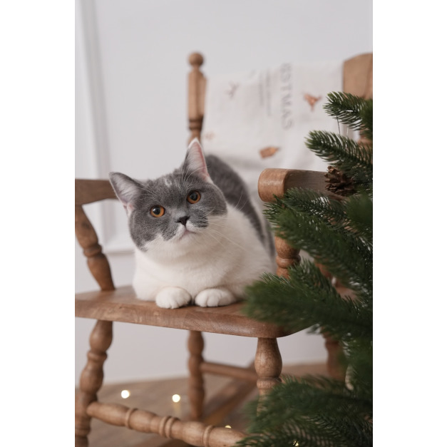 lumi | 聖誕棚拍 【寵物加價】*請先選則檔期