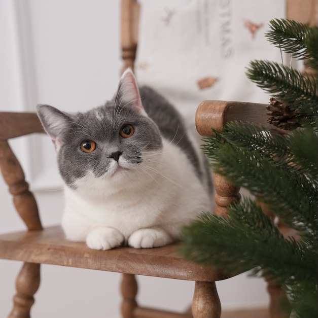 lumi | 聖誕棚拍 【寵物加價】*請先選則檔期