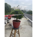 【寬乘職人】球型羅漢松｜產地直發 渾圓飽滿 鎮宅招財 迎客松 高級綠籬 庭園造景 日式禪風 景觀工程_2